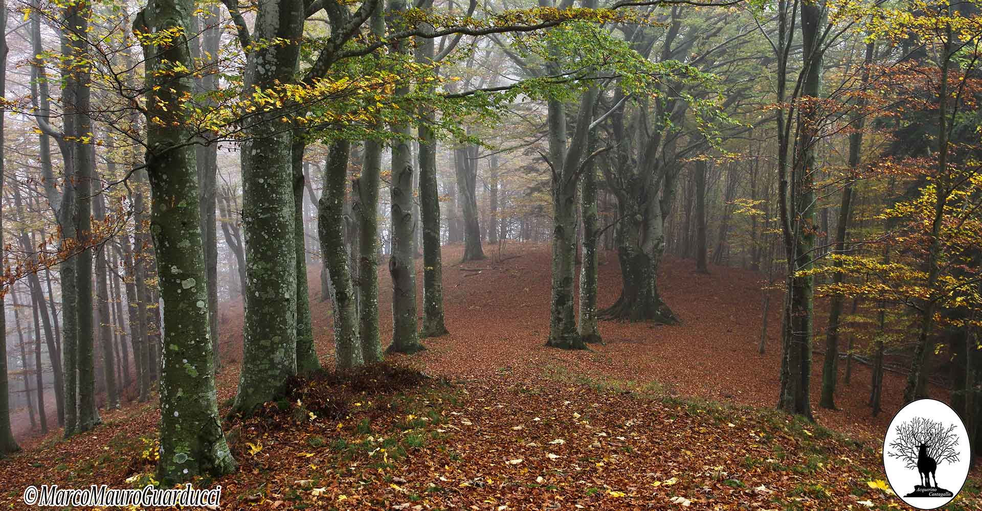 Alberi del bosco nella Riserva Naturale Acquerino Cantagallo