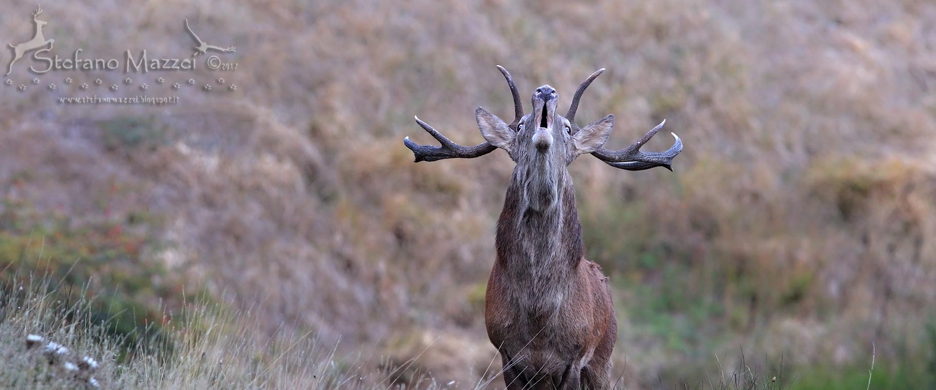 Cervo al bramito vista frontale nella Riserva Naturale Acquerino Cantagallo