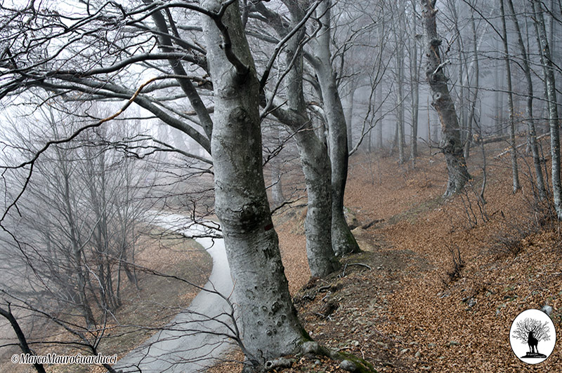 Strada con alberi Cascina di Spedaletto