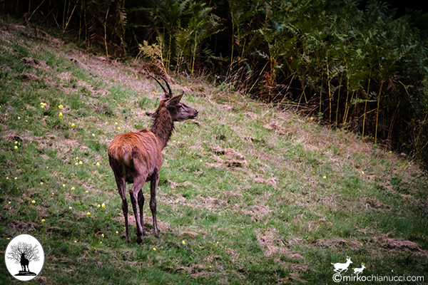 Cervo sul prato nella Riserva Naturale Acquerino Cantagallo