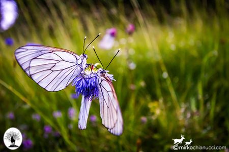 Farfalle su fiore nella Riserva Naturale Acquerino Cantagallo