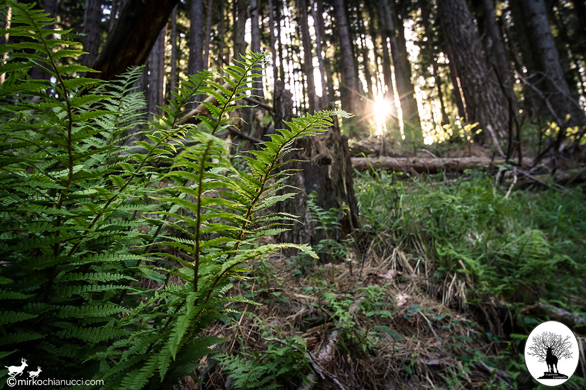 Detail of fern with the sun on the trail to Cantagallo