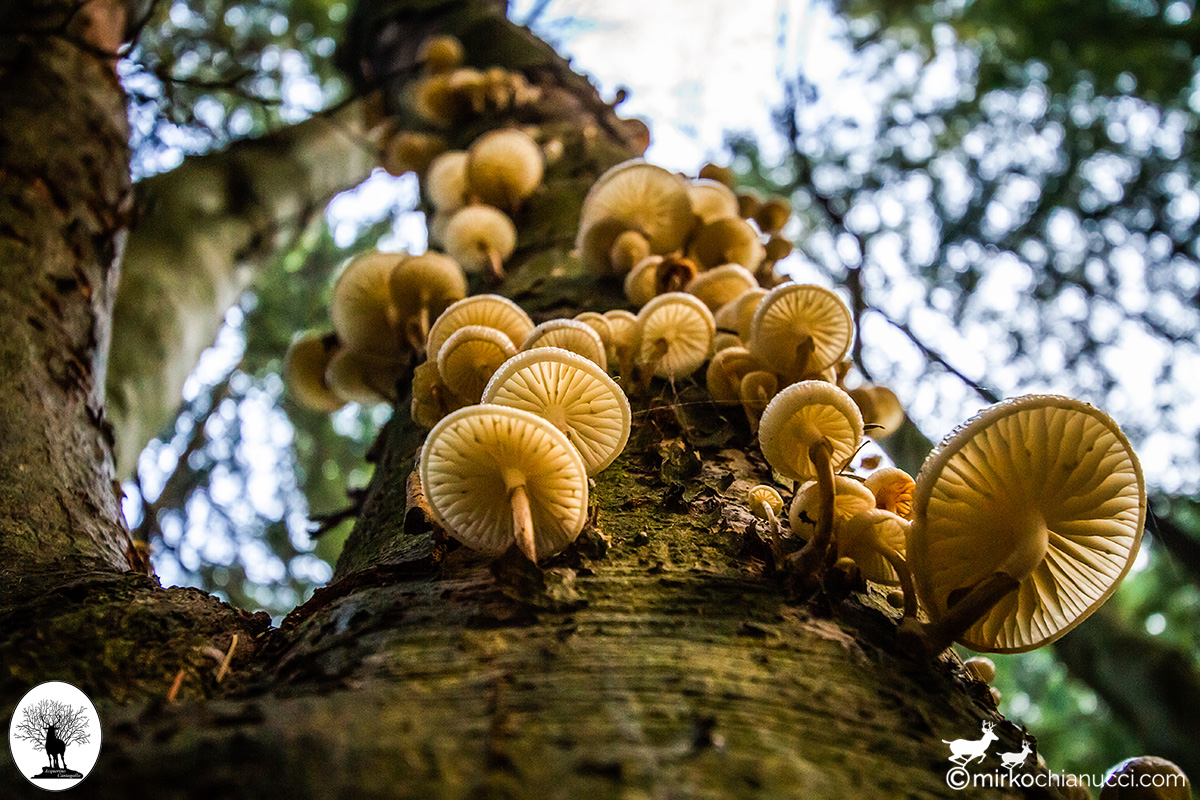 Fila di funghi che crescono sull'albero