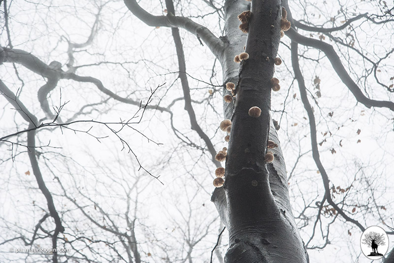 Piccoli funghi su albero con nebbia nella Riserva Naturale Acquerino Cantagallo