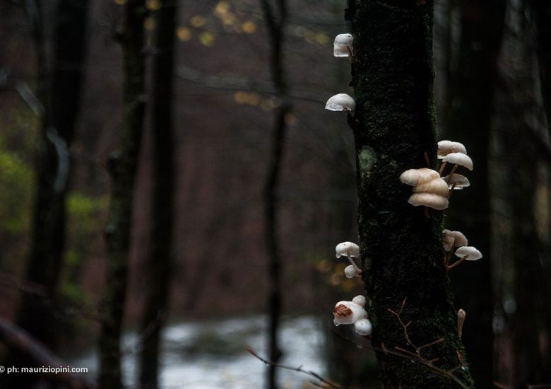 Funghi su albero nel bosco