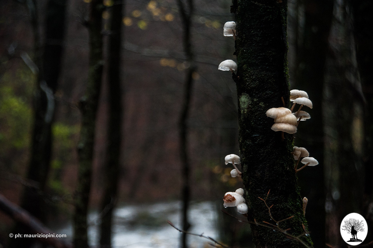 Piccoli funghi su tronco albero