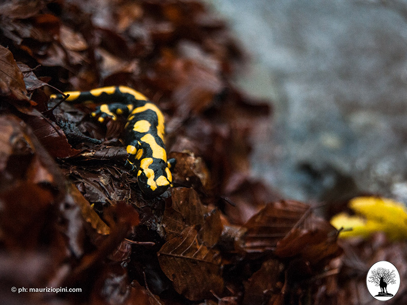 Salamandra pezzata su foglie bagnate nella Riserva Naturale Acquerino Cantagallo