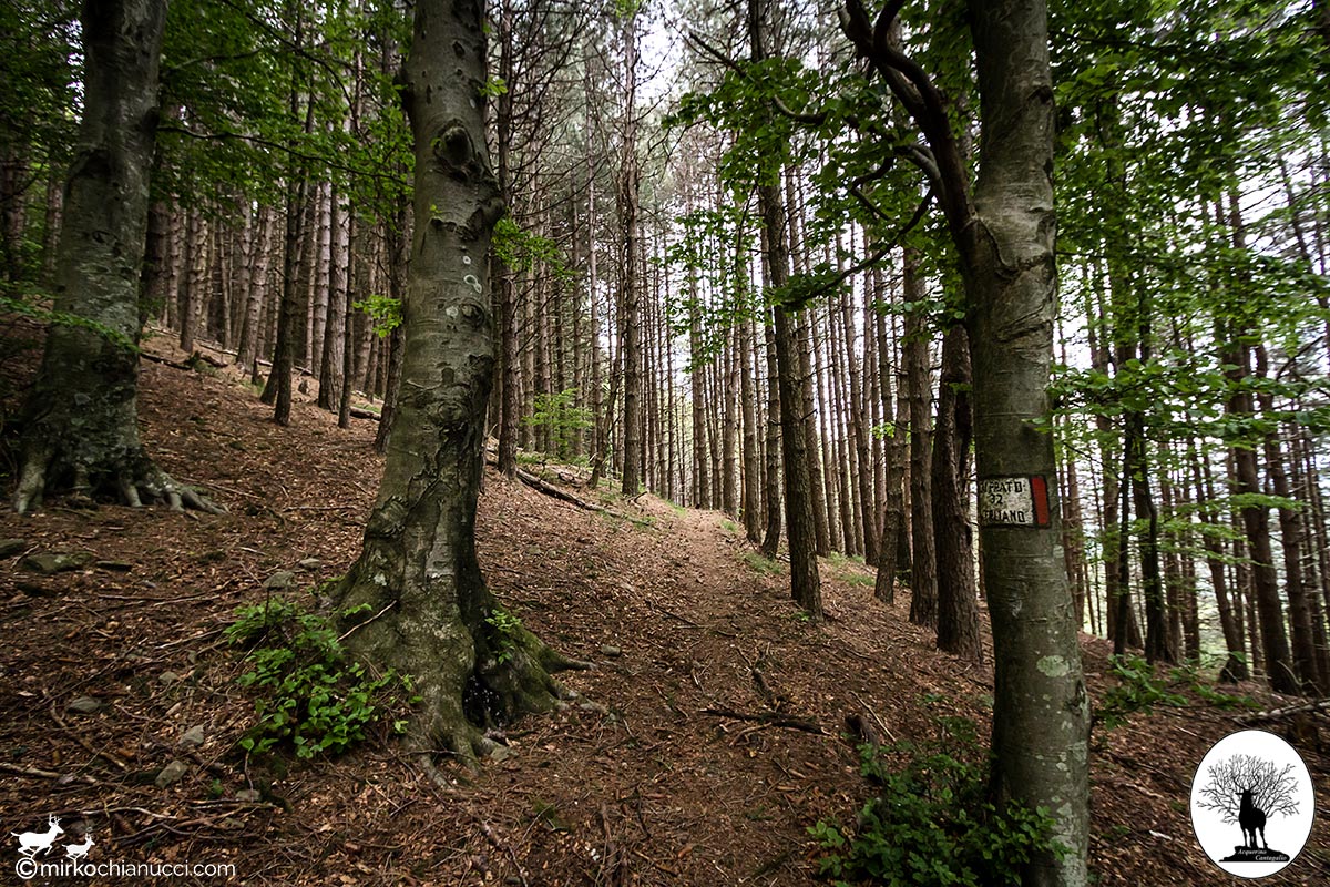Trail in the forest to Cerliano
