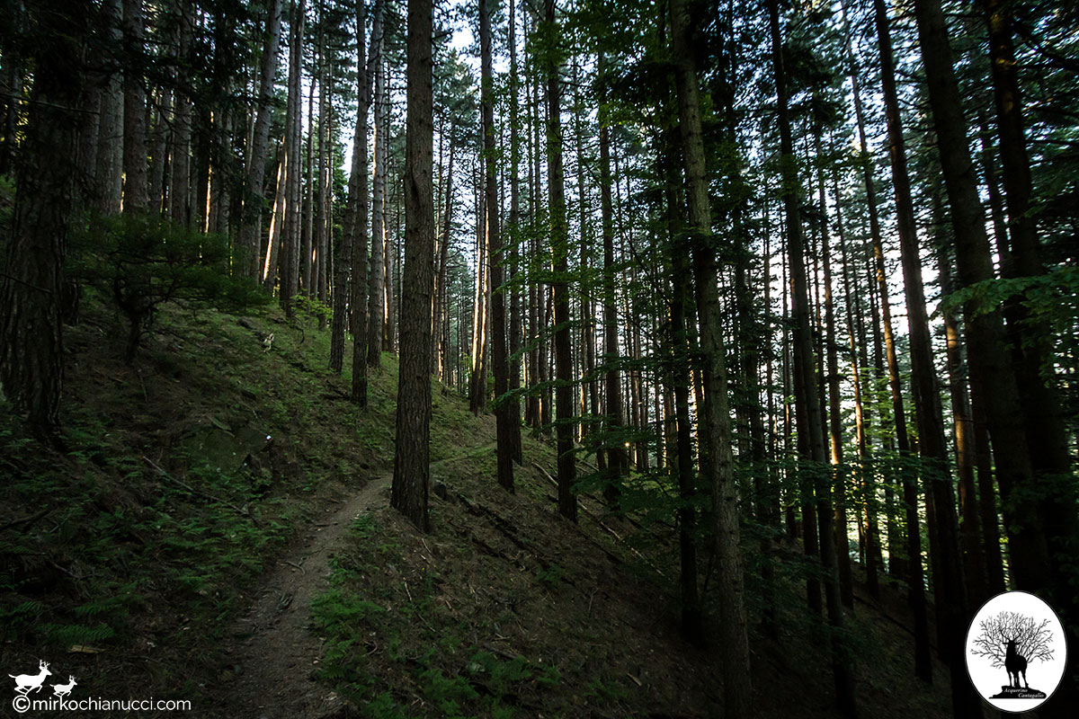 Trail from Passo degli Acandoli to Poggio Alto