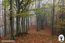 Alberi collina nebbia