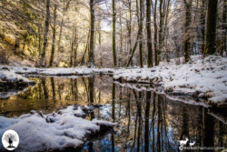 Alberi riflessi nell'acqua neve