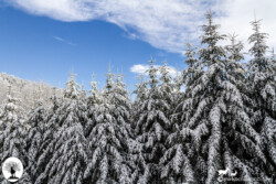 Alberi coperti di neve
