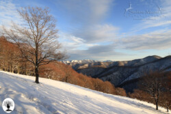 Albero neve panorama montagne