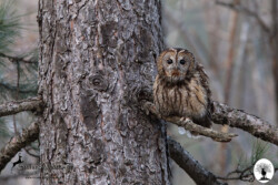 Allocco su albero nella Riserva Naturale Acquerino Cantagallo