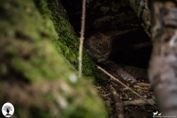 Arvicola rossastra nascosta nella tana