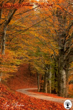 Strada in autunno con alberi e foglie