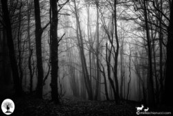 Alberi del bosco con nebbia in bianco e nero