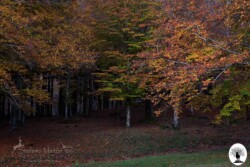 Alberi nel bosco con i colori dell'autunno