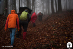 Camminata nel bosco con pioggia
