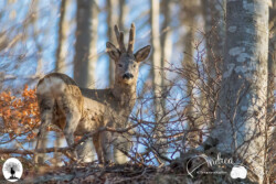 Capriolo nel bosco in autunno