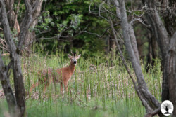 Capriolo nel bosco erba alta