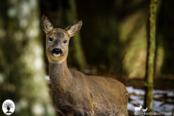 Capriolo da vicino nella Riserva Naturale Acquerino Cantagallo
