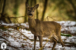 Capriolo in inverno sulla neve