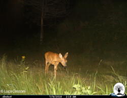 Capriolo di notte fototrappola