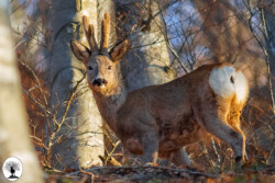 Capriolo nel bosco sole