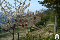Casa Bastone fronte albero