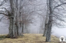 Alberi nella nebbia Cascina Spedaletto