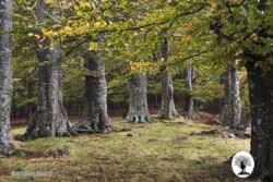 Alberi secolari Cascina Spedaletto