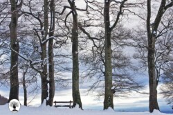 Alberi con panchina Cascina Spedaletto