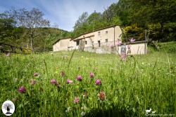 Cascina Il Vespaio prato con fiori