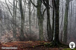 Alberi nella luce del mattino
