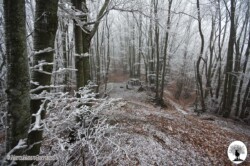 Bosco con neve Cerbiancana