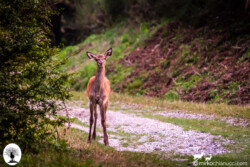 Cerbiatto curioso nella Riserva Naturale Acquerino Cantagallo