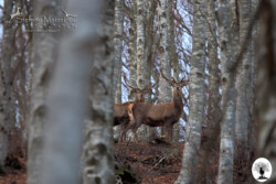 Cervi tra gli alberi della Riserva Naturale Acquerino Cantagallo