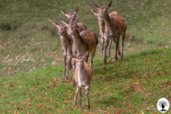 Gruppo di cervi femmine su prato