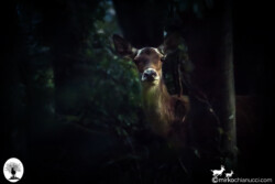 Cervo nel bosco di sera