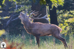 Cervo maschio al bramito