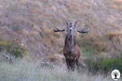 Cervo durante il bramito