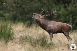 Cervo durante il bramito visto di lato