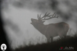 Cervo al bramito nella nebbia