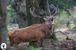 Cervo adulto maschio bramito nel bosco