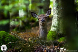 Cervo curioso seduto nel bosco