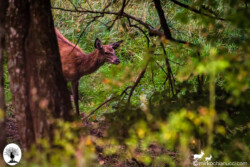Cervo dietro albero nel bosco