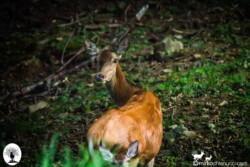 Cervo femmina con piccolo nel bosco
