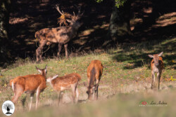 Cervo maschio con gruppo di femmine e piccolo