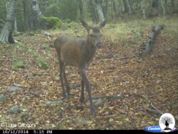 Cervo giovane fototrappola